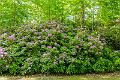 2018_05_26_arboretum de Balaine (0064)